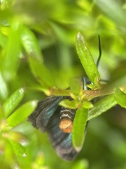 Pollanisus viridipulverulenta