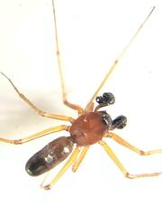 Linyphiidae