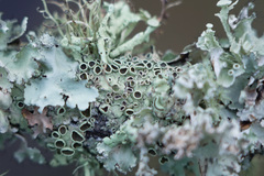 Punctelia bolliana
