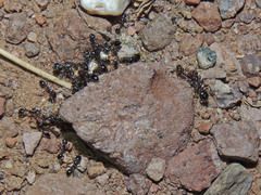 Solenopsis xyloni