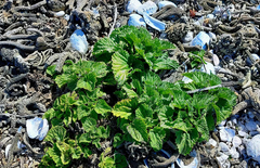 Urtica australis