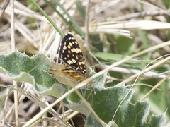 Phyciodes picta