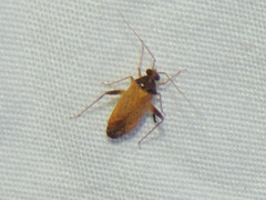 Phytocoris ramosus