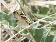 Phyciodes picta