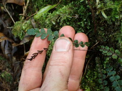 Blechnum membranaceum