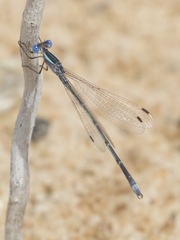 Lestes alacer