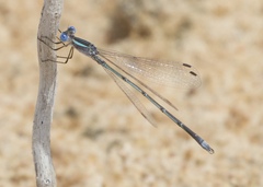 Lestes alacer