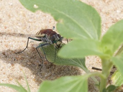 Cicindela formosa