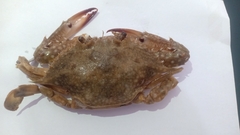 Portunidae