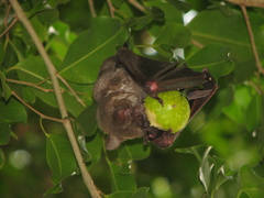 Artibeus jamaicensis