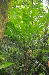 Zamia elegantissima