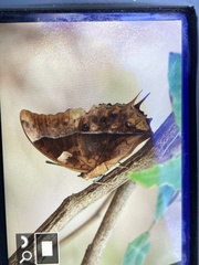 Charaxes varanes