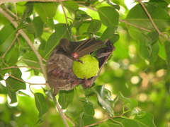 Artibeus jamaicensis