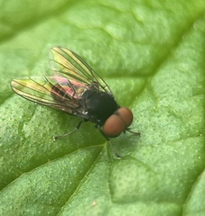 Lindneromyia
