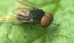 Lindneromyia