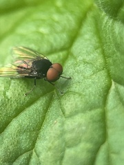 Lindneromyia