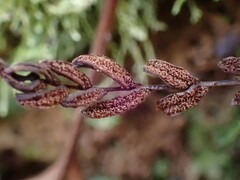 Blechnum membranaceum