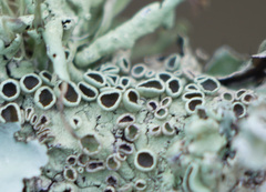 Punctelia bolliana