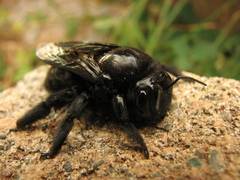 Xylocopa fimbriata