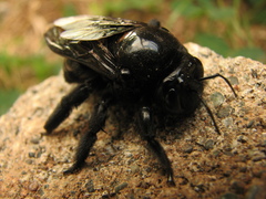 Xylocopa fimbriata