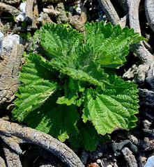 Urtica australis
