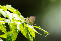 Catopyrops florinda