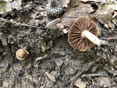 Cortinarius distans