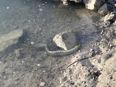 Gymnothorax undulatus