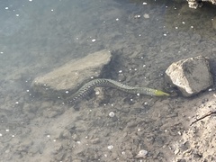 Gymnothorax undulatus