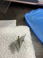 Chrysoperla rufilabris