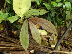 Elatostema rugosum