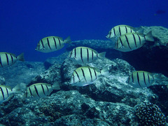 Acanthurus triostegus