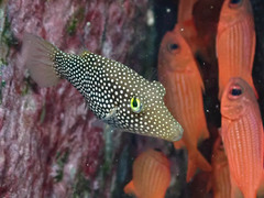 Canthigaster punctatissima