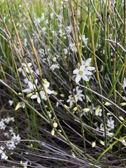 Orianthera nuda