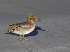 Anas crecca carolinensis