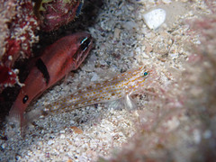 Coryphopterus urospilus