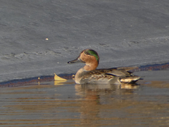 Anas crecca carolinensis