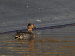 Anas crecca carolinensis