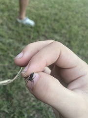 Kukulcania hibernalis