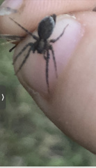Kukulcania hibernalis