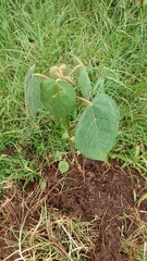 Croton magdalenensis