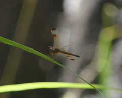 Neurothemis stigmatizans