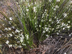 Orianthera nuda