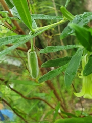 Billardiera scandens