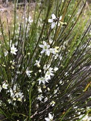 Orianthera nuda