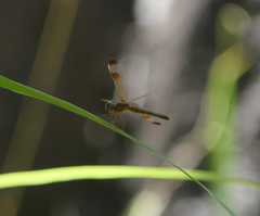 Neurothemis stigmatizans