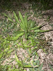 Hypochaeris albiflora