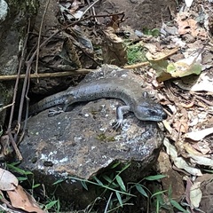 Cyclodomorphus gerrardii