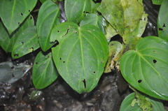 Image of Peperomia sanblasensis