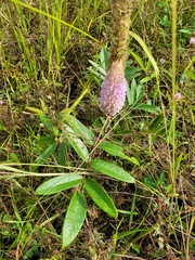 Uraria crinita